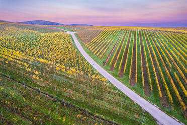 Deutschland, Baden-Württemberg, Drohnenansicht der herbstlichen Weinberge im Remstal - STSF03642