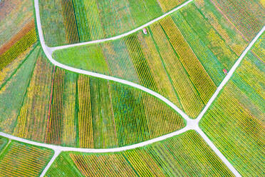 Germany, Baden-Wurttemberg, Drone view of autumn vineyards in Remstal - STSF03648