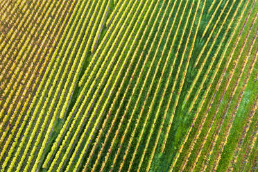 Deutschland, Baden-Württemberg, Drohnenaufnahme eines herbstlichen Weinbergs im Remstal - STSF03652