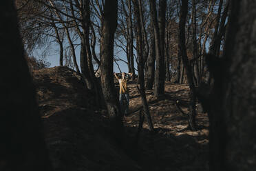 Woman standing amidst burnt trees in forest - DMGF00887
