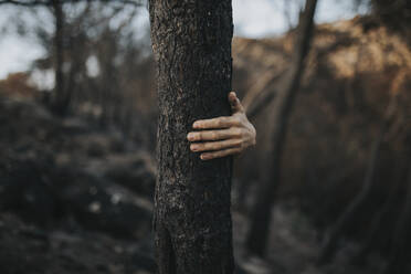 Woman's hand holding onto burnt tree trunk in forest - DMGF00898