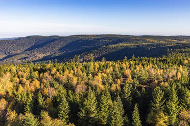Deutschland, Baden-Württemberg, Kaltenbronn, Fichtenwälder im Schwarzwald - WDF07131