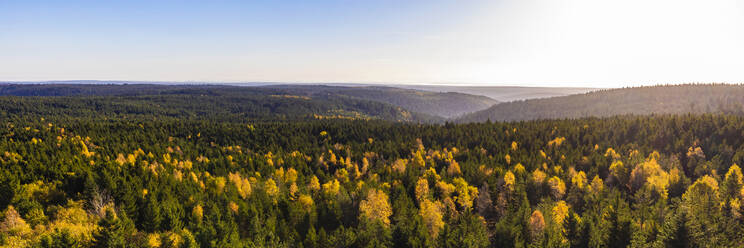 Deutschland, Baden-Württemberg, Kaltenbronn, Panorama eines Fichtenwaldes im Schwarzwald - WDF07132