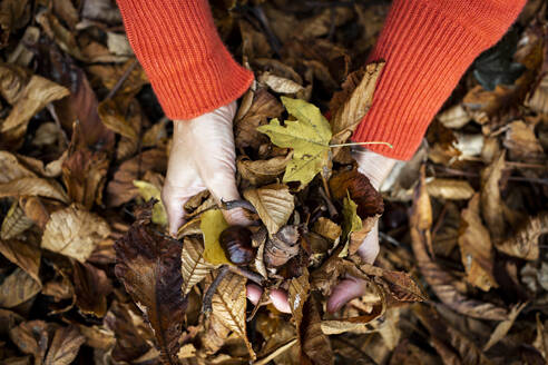 Frauenhand hält Herbstblätter - HMEF01453