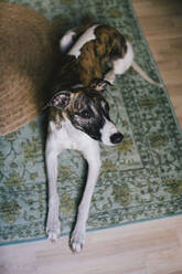 Hoher Blickwinkel auf einen Hund, der auf einem Teppich ruht - MASF33053