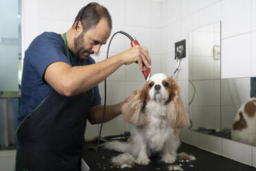 Tierarzt schneidet Hundehaare mit Geräten in der Klinik - DAMF01131
