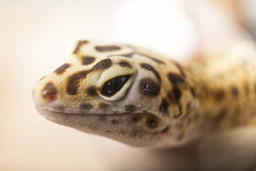 Nahaufnahme eines gemusterten Leopardgeckos - DAMF01132