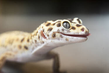 Nahaufnahme eines Tüpfel-Leopardgeckos - DAMF01133