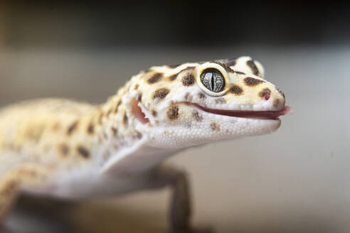 Close-up of spotted leopard gecko - DAMF01133