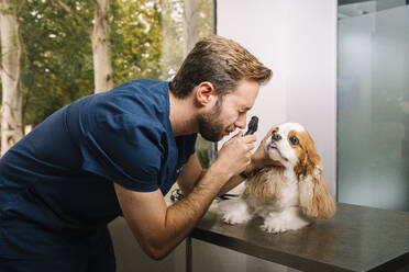 Veterinarian examining dogs eye with medical equipment at clinic - DAMF01135