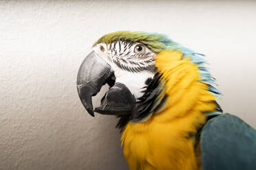 Close-up of gold and blue macaw - DAMF01137