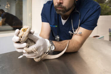 Veterinarian examining iguana on table at clinic - DAMF01142