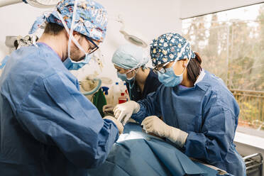 Veterinarians doing patient surgery in hospital - DAMF01144