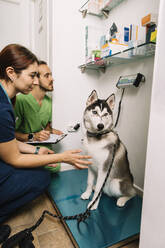 Tierärzte untersuchen das Gewicht eines Husky-Hundes in der Klinik - DAMF01145