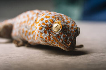 Nahaufnahme eines gefleckten Tokay-Geckos - DAMF01146