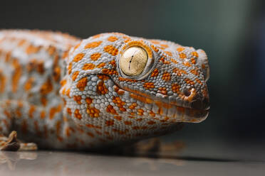 Nahaufnahme eines gefleckten Tokay-Geckos auf einem Tisch - DAMF01147
