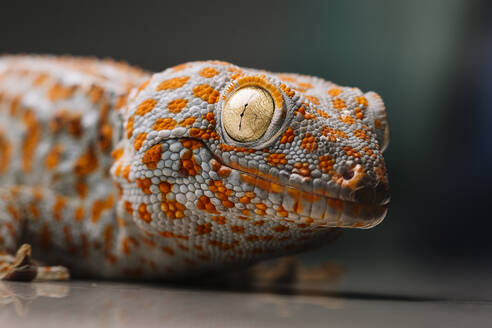 Close-up of spotted Tokay gecko on table
 - DAMF01147