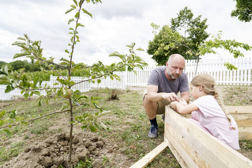 Tochter hilft Vater, ein Hochbeet im Gemüsegarten im Hinterhof anzulegen - KMKF01901