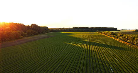 Ripe agricultural field at sunset, Vojvodina, Serbia stock photo