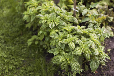 Green basil growing in garden - ONAF00261