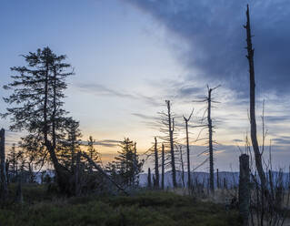 Germany, Bavaria, Bare trees in Bavarian Forest at dusk - HUSF00326