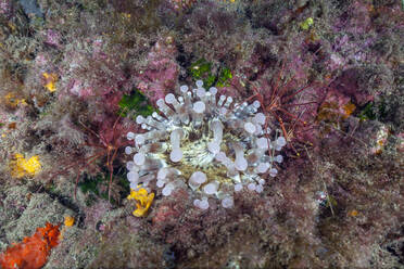 Arrow crabs (Stenorhynchus lanceolatus) crawling around club tipped anemone (Telmatactis cricoides) - ZCF01120