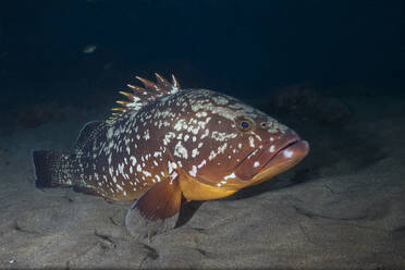 Unterwasseransicht eines Zackenbarsches (Epinephelus marginatus) - ZCF01121