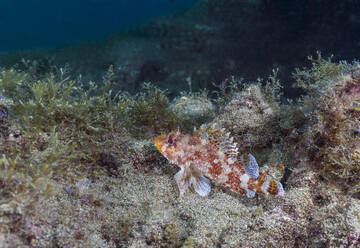 Unterwasseransicht von Madeira-Felsenfisch (Scorpaena maderensis) - ZCF01123