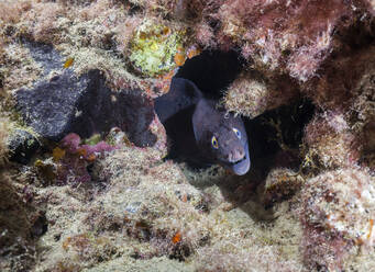 Unterwasseransicht einer Muräne (Muraena augusti), die direkt in die Kamera schaut - ZCF01124