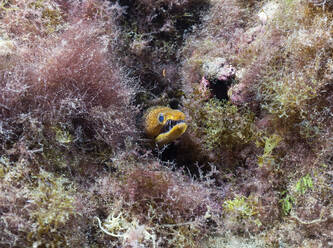 Unterwasseransicht einer Fangzahnmuräne (Enchelycore anatina), die direkt in die Kamera schaut - ZCF01127