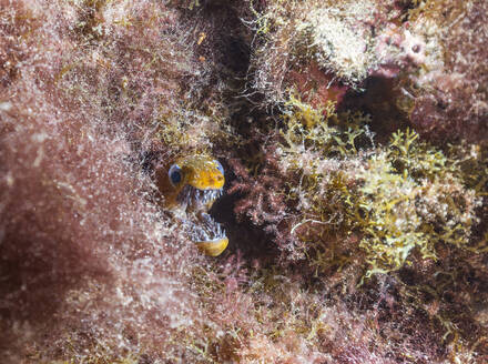 Unterwasseransicht einer Fangzahnmuräne (Enchelycore anatina) beim Fletschen der Zähne - ZCF01128
