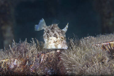Unterwasseransicht eines Flachkopf-Feilenfischs (Stephanolepis hispidus) - ZCF01130
