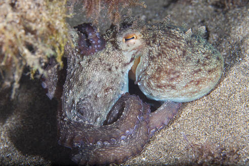 Gewöhnlicher Oktopus (Octopus vulgaris) ruht auf dem Meeresboden - ZCF01131