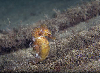 Unterwasseransicht des Kurzschnauzigen Seepferdchens (Hippocampus hippocampus) - ZCF01132