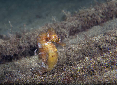 Unterwasseransicht des Kurzschnauzigen Seepferdchens (Hippocampus hippocampus) - ZCF01132