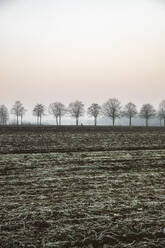 Germany, Lower Saxony, Countryside field at winter dawn - EVGF04147