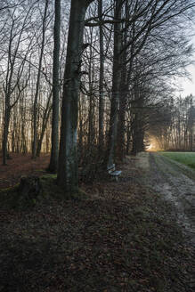 Deutschland, Niedersachsen, Leere Bank vor einem Waldweg im Herbst - EVGF04150