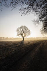 Deutschland, Niedersachsen, Einzelner Baum in leerem Feld bei nebligem Wintersonnenaufgang - EVGF04151