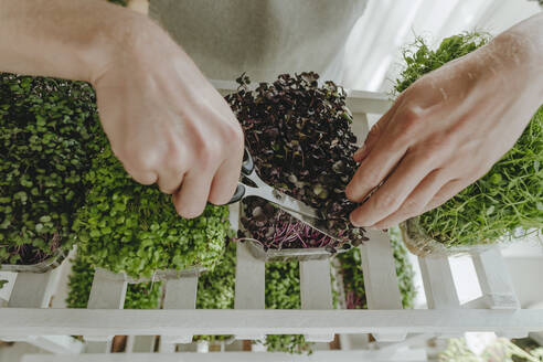 Hands of man trimming microgreens in kitchen - YTF00321