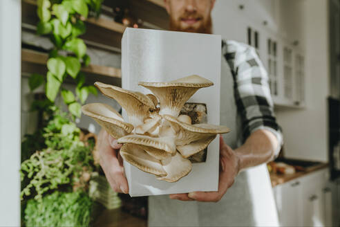 Man showing oyster mushroom in box at home - YTF00326