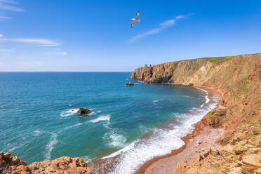 UK, Scotland, Northern fulmar (Fulmarus glacialis) flying over cliffs of Northmavine - SMAF02399