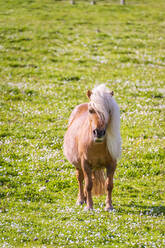 UK, Schottland, Porträt eines Ponys auf einer Sommerweide - SMAF02419