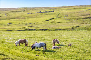 UK, Schottland, Ponys grasen auf einer grünen Sommerweide - SMAF02420