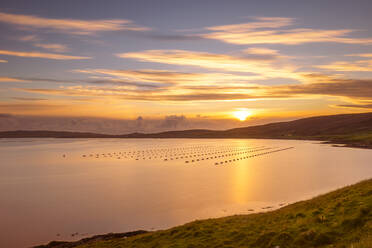 UK, Scotland, Rows of fish traps floating in Mangaster Voe at sunset - SMAF02427