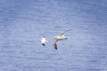 Zwei Basstölpel fliegen gegen das Meer - SMAF02467