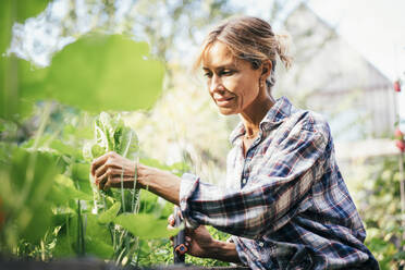 Smiling mature woman touching vegetable plant on sunny day - JOSEF14953