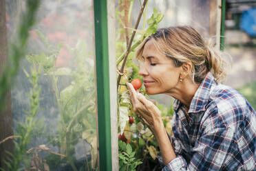 Lächelnde Frau riecht an einer Tomate im Gemüsegarten - JOSEF14963