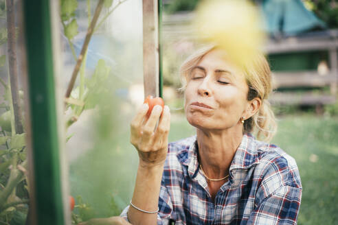 Ältere Frau isst Bio-Tomaten aus dem Garten - JOSEF14966