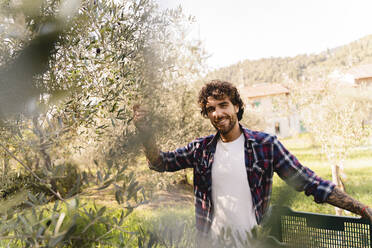 Lächelnder Mann mit Kiste an einem Baum in einem Olivenhain - FMOF01546