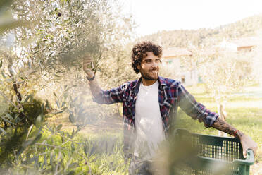 Mann mit Kiste an einem Baum in einem Olivenhain - FMOF01547